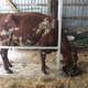 Illustration for article titled New Resident at Cowbelle Farm